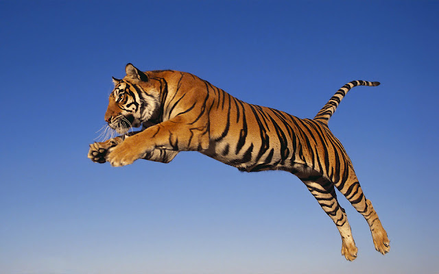 Spectacul aranimal wallpaper with a jumping and attacking tiger