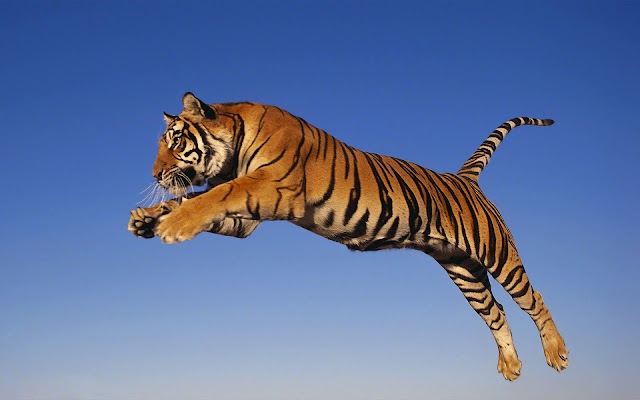 Jumping and attacking tiger wallpaper