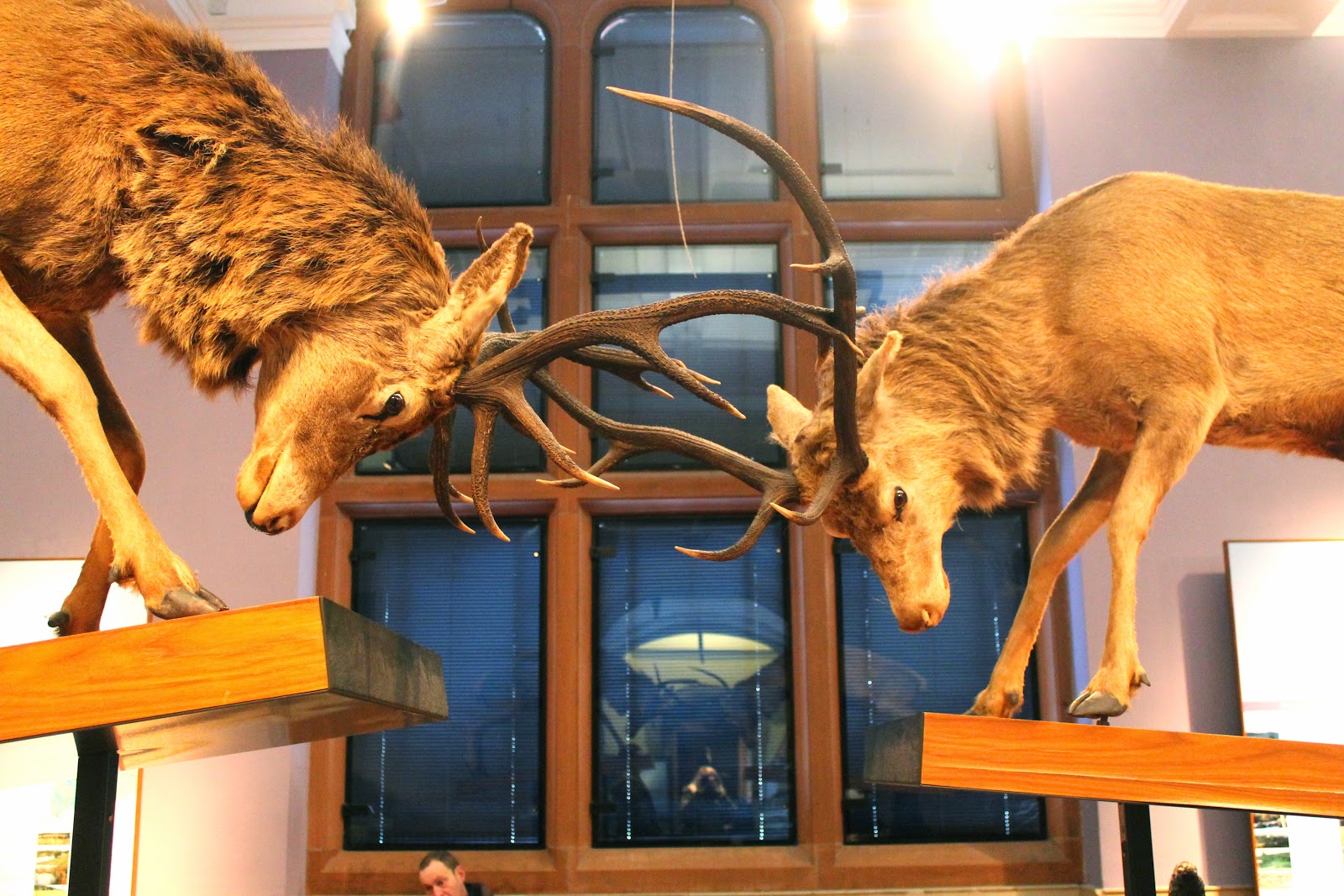 stags fighting taxidermy