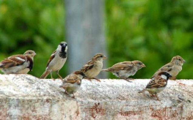 Hema's Zone: World House Sparrow Day - March 20