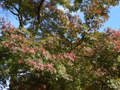 【大阪府枚方市】山田池公園・秋の紅葉ウォーキング