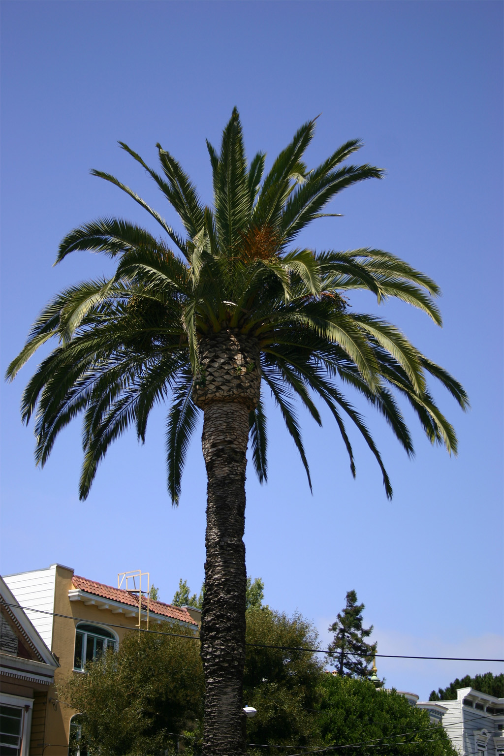 Palm Trees Pictures 92