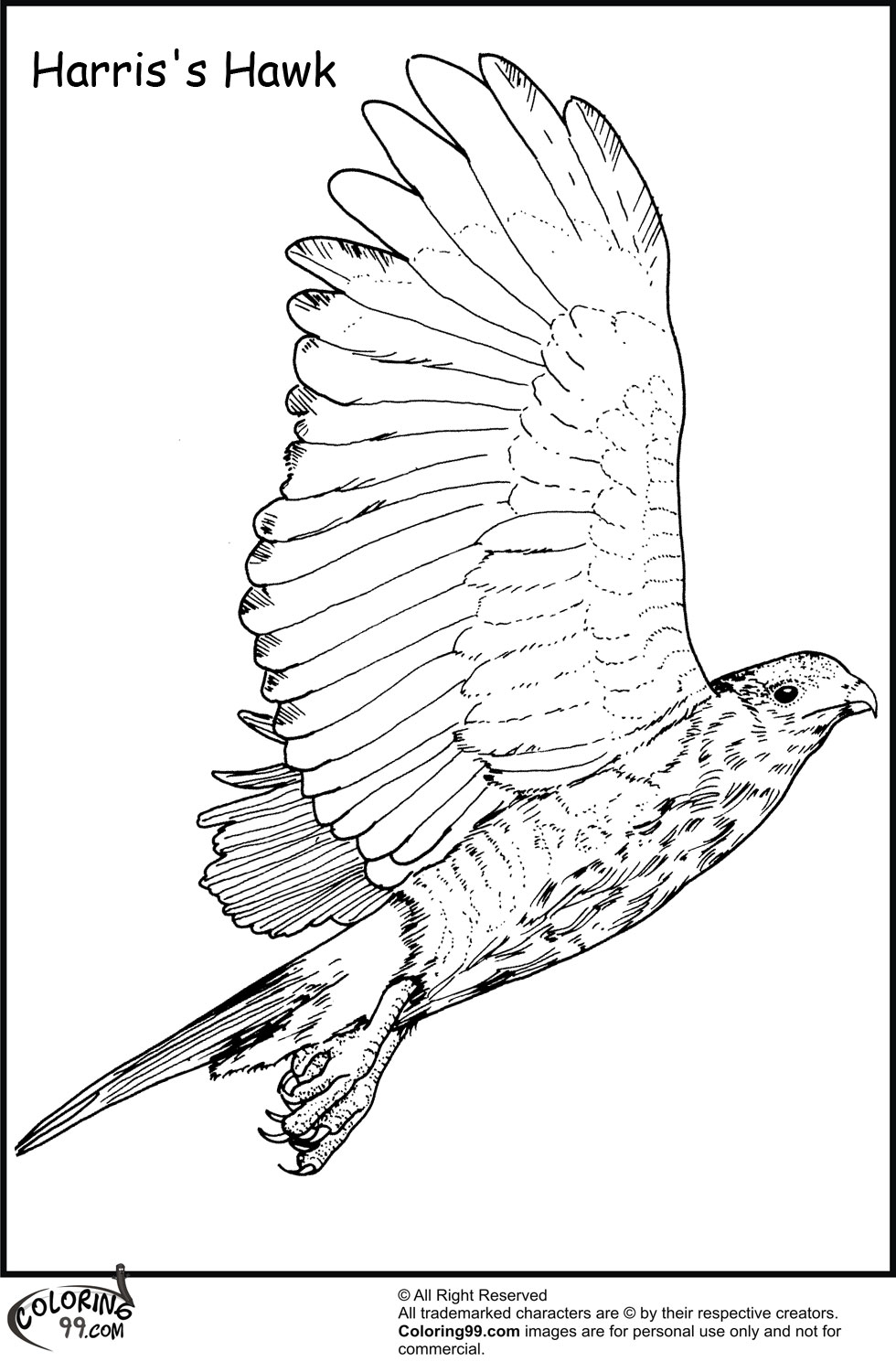 Hawk Coloring Page Coloring Pages