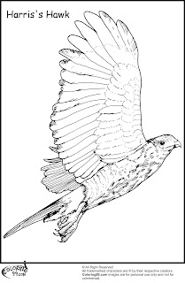 harris hawk flying coloring pages