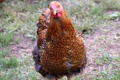 If your goal is to get eggs, check out this top ten list of productive breeds.