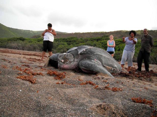 Animals, The giant tortoise and the most largest in the world Animals, The giant tortoise and the most largest in the world