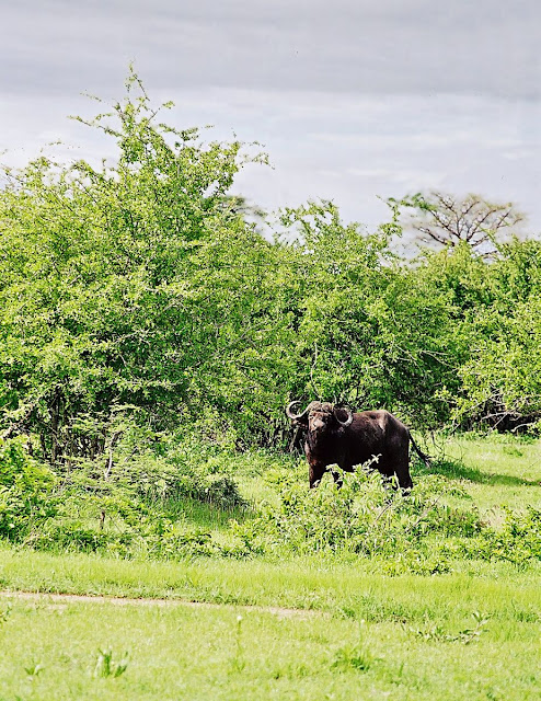 wild buffalo in ruaha national park