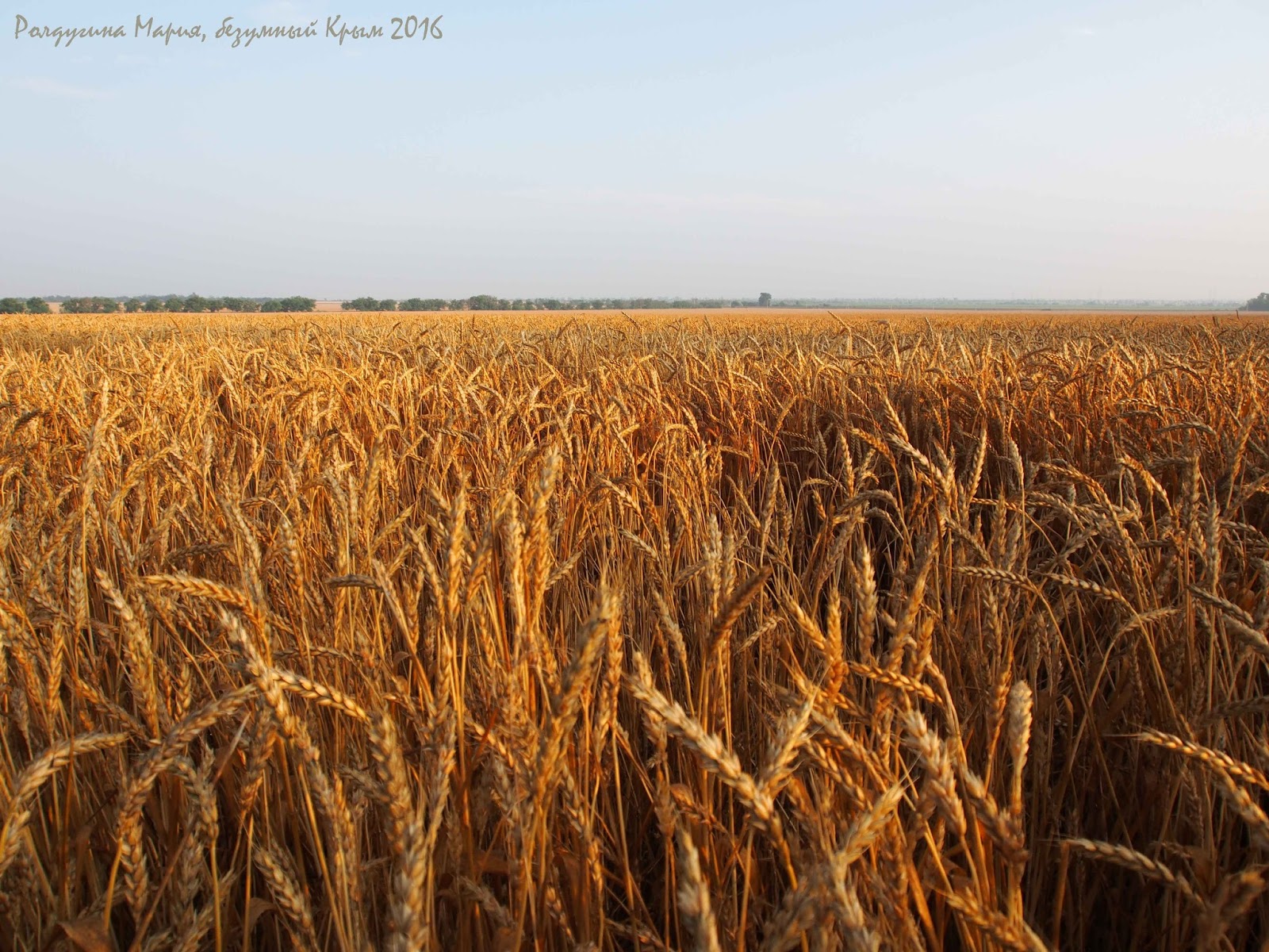 Работа пшеничное. Поля Краснодарского края. Красивые поля в Краснодарском крае. Краснодар поля. Краснодар поля пшеницы.