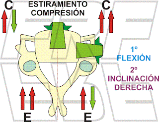 Compresión y estiramiento en la movilidad de un segmento vertebral.