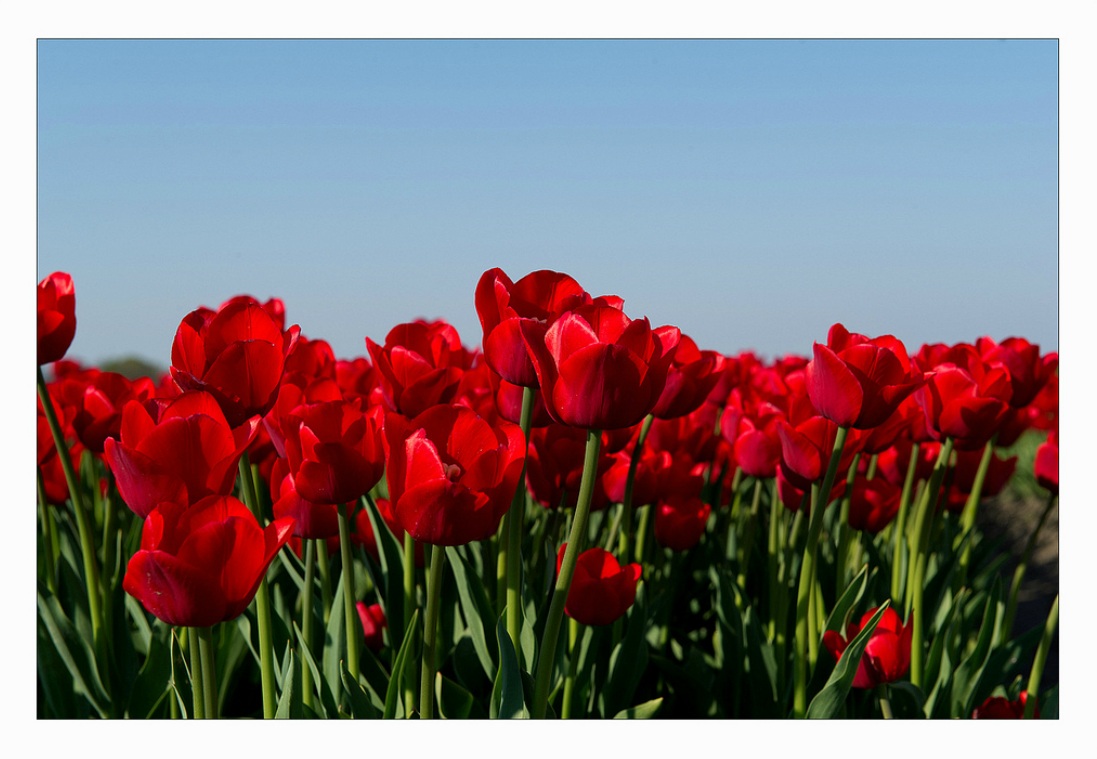Professor VIRTUAL: Voando sobre os campos de tulipas na Holanda