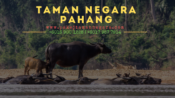 Pakej Murah Taman Negara Pahang, Jerantut, Pakej Taman Negara 2019, Kuala Tahan, Orang Asli, Aktiviti taman negara, Pakej 3 hari 2 malam, Pakej 2 hari 1 malam, jerantut, endau rompin, bako, pahang, mulu, endau rompin, bot, rapid shooting, inner jungle, 