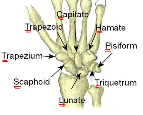 Doctors Gates: How to remember Carpal bones