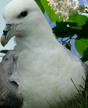 Como pode resultar, um amor entre um Fulmar e um Benjoeiro ?