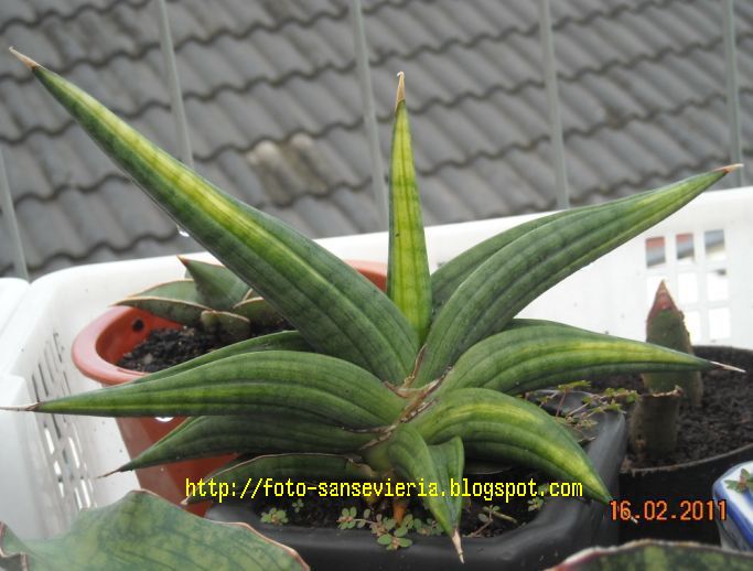 Gasteria tiger sport variegated. Как спасти сансевиерию. Сансевиерия craigii osaka. Размножение сансевиерии листом. Сансевиерия клещ.