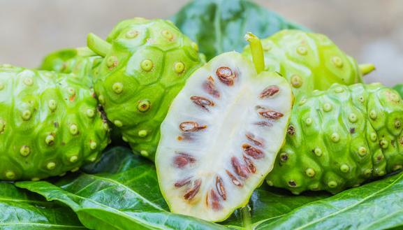 8 Khasiat Buah Mengkudu Bagi Kesehatan Dan Kecantikan Yang Belum Banyak Diketahui 8 Khasiat Buah Mengkudu Bagi Kesehatan Dan Kecantikan Yang Belum Banyak Diketahui