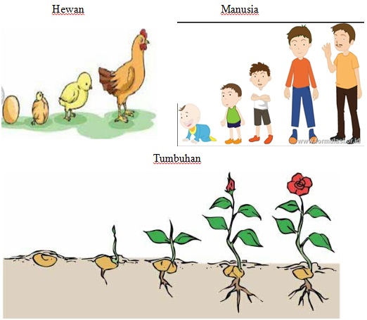 Perbedaan Pertumbuhan Dan Perkembangan Pada Manusia Hewan Dan Tumbuhan