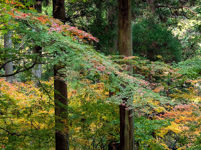 Autumn leaves: Tokei-ji