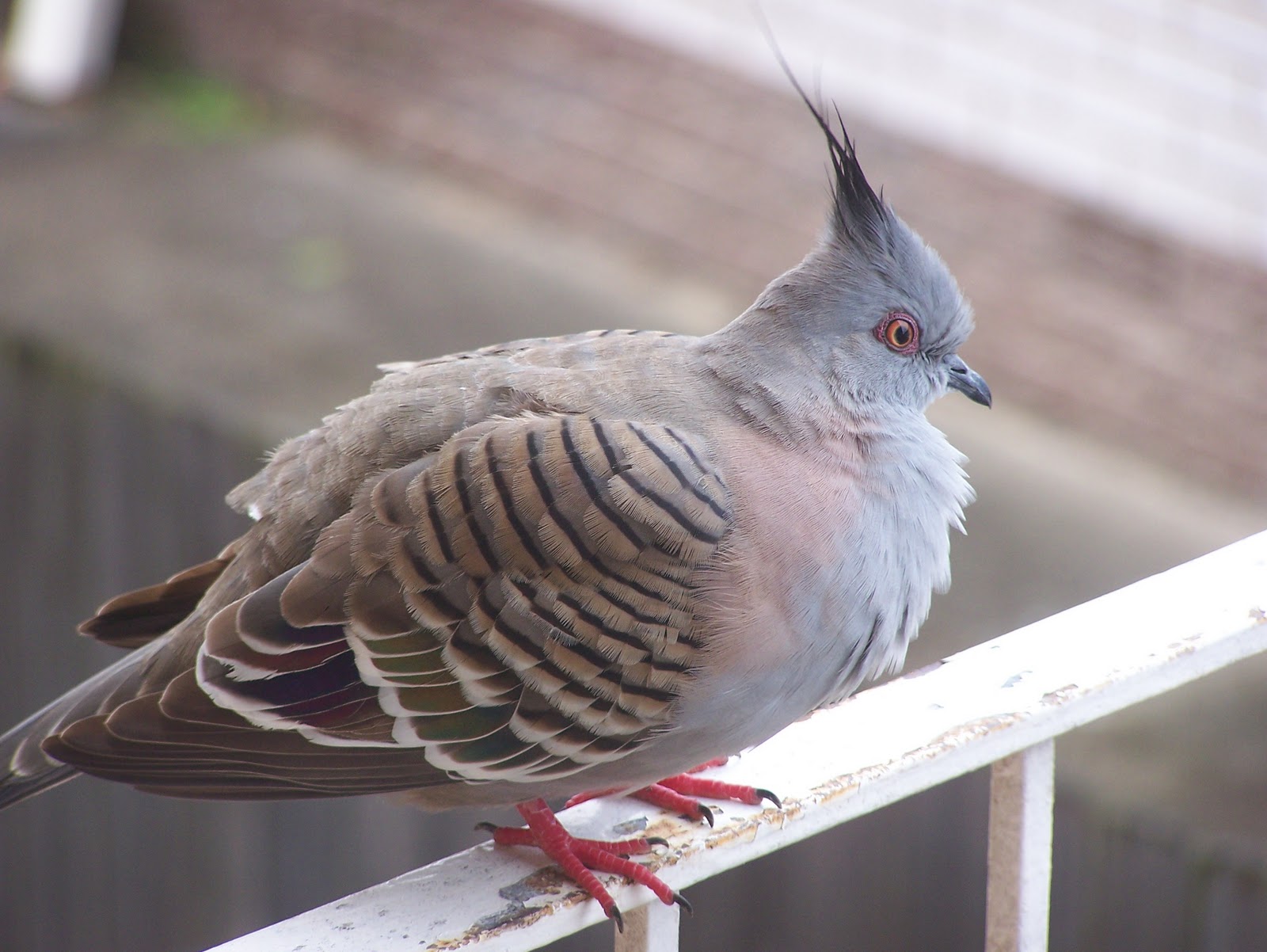 Little Australia Australian Crested Pigeon