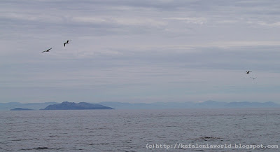 seagulls, Kefalonia