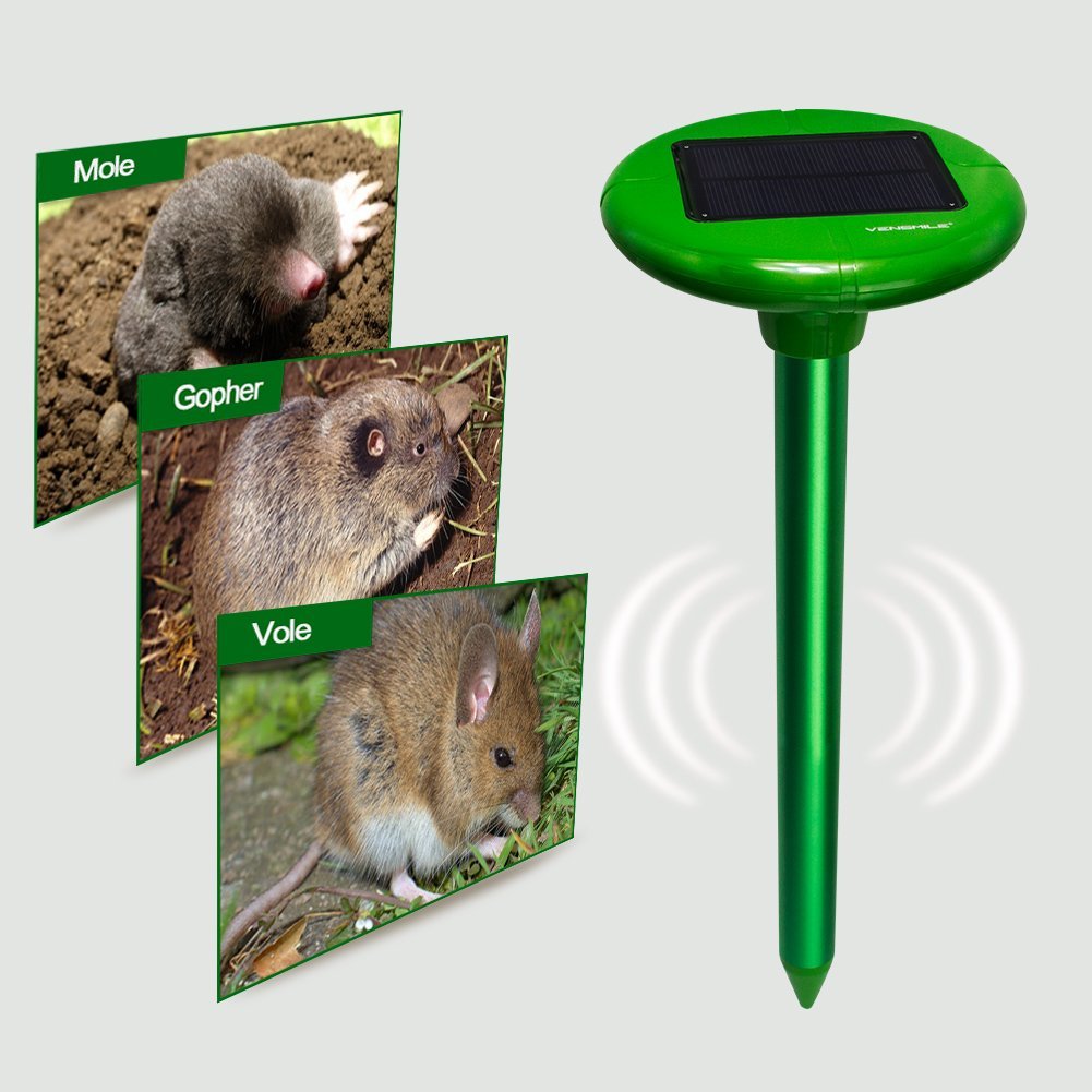 getting rid of groundhogs mothballs groundhogs repellent will mothballs get rid of groundhogs groundhog repellent summary u003e will mothballs get rid of groundhogs groundhog repellent getting rid of groundhogs mothballs groundhogs repellent will mothballs get rid of groundhogs groundhog repellent summary u003e will mothballs get rid of groundhogs groundhog repellent