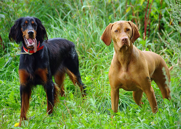 Gordon Setter - A majestic hunting dog | All About Dogs