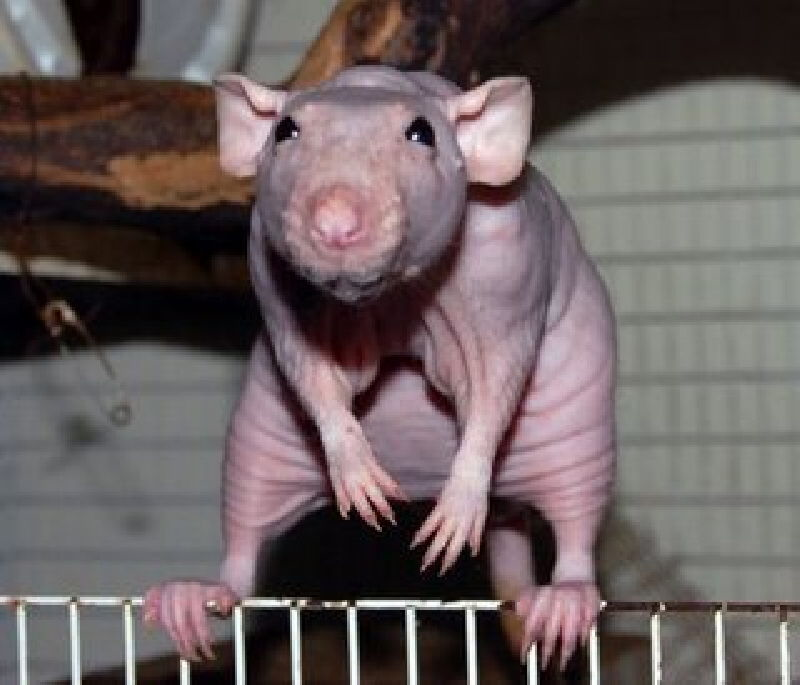 Sphynx Rats for Sale by Breeder Sphynx Rats for Sale!