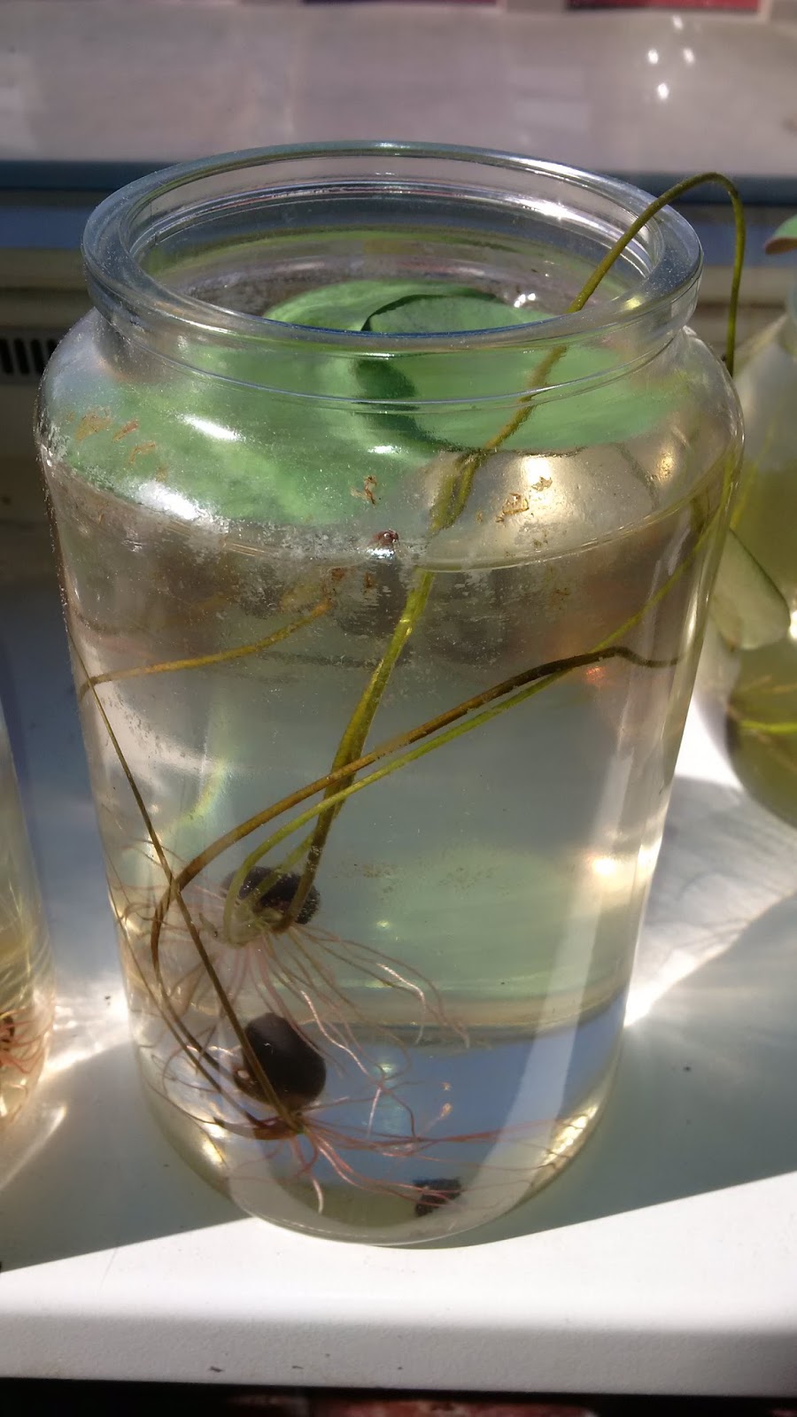 Aufzucht Anleitung Lotusblumen Samen