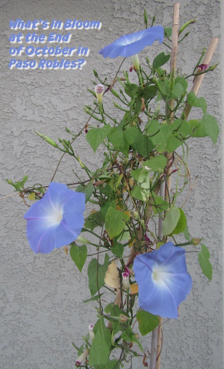 What's in Bloom at the End of October in Paso Robles? Walk with me through my Paso Robles neighborhood to see what's blooming.