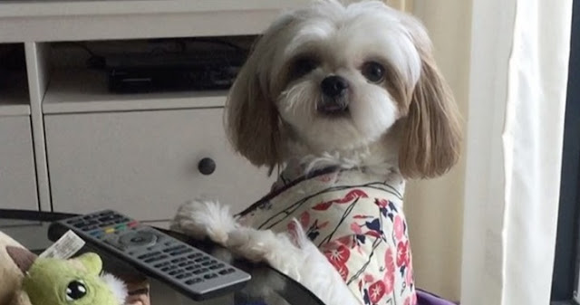 7 coisas BEM ESTRANHAS que os shih tzu gosta