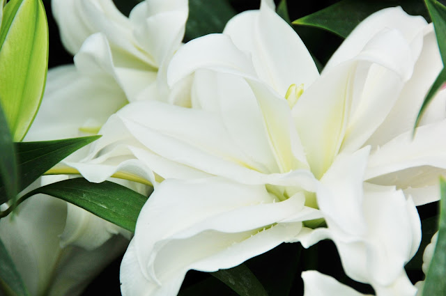New white roselily carolina