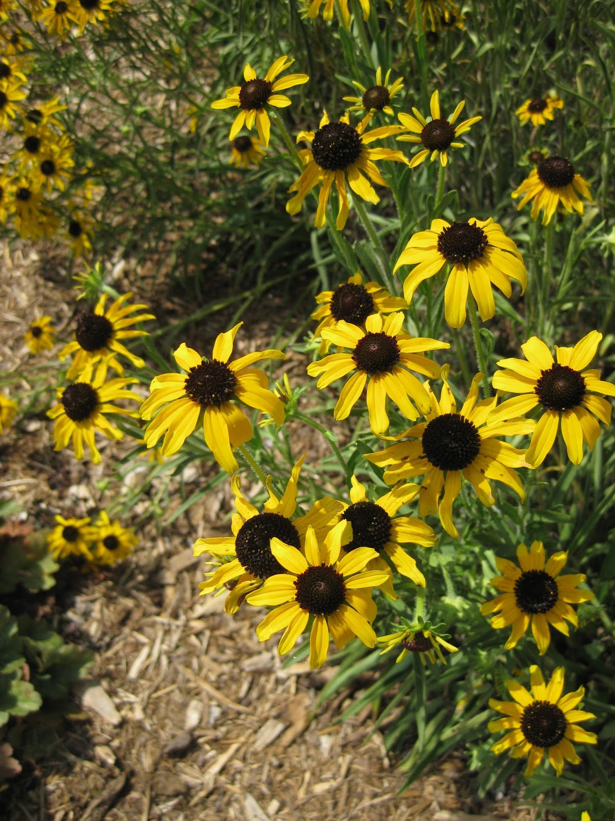 rotary botanical gardens hort blog rudbeckias rotary botanical gardens hort blog rudbeckias