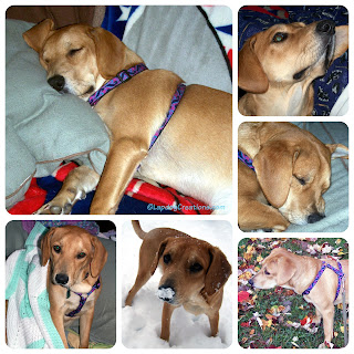 Sophie as a young pup - she is a proud fosture failure! puppy dog rescue adopt hound golden lab