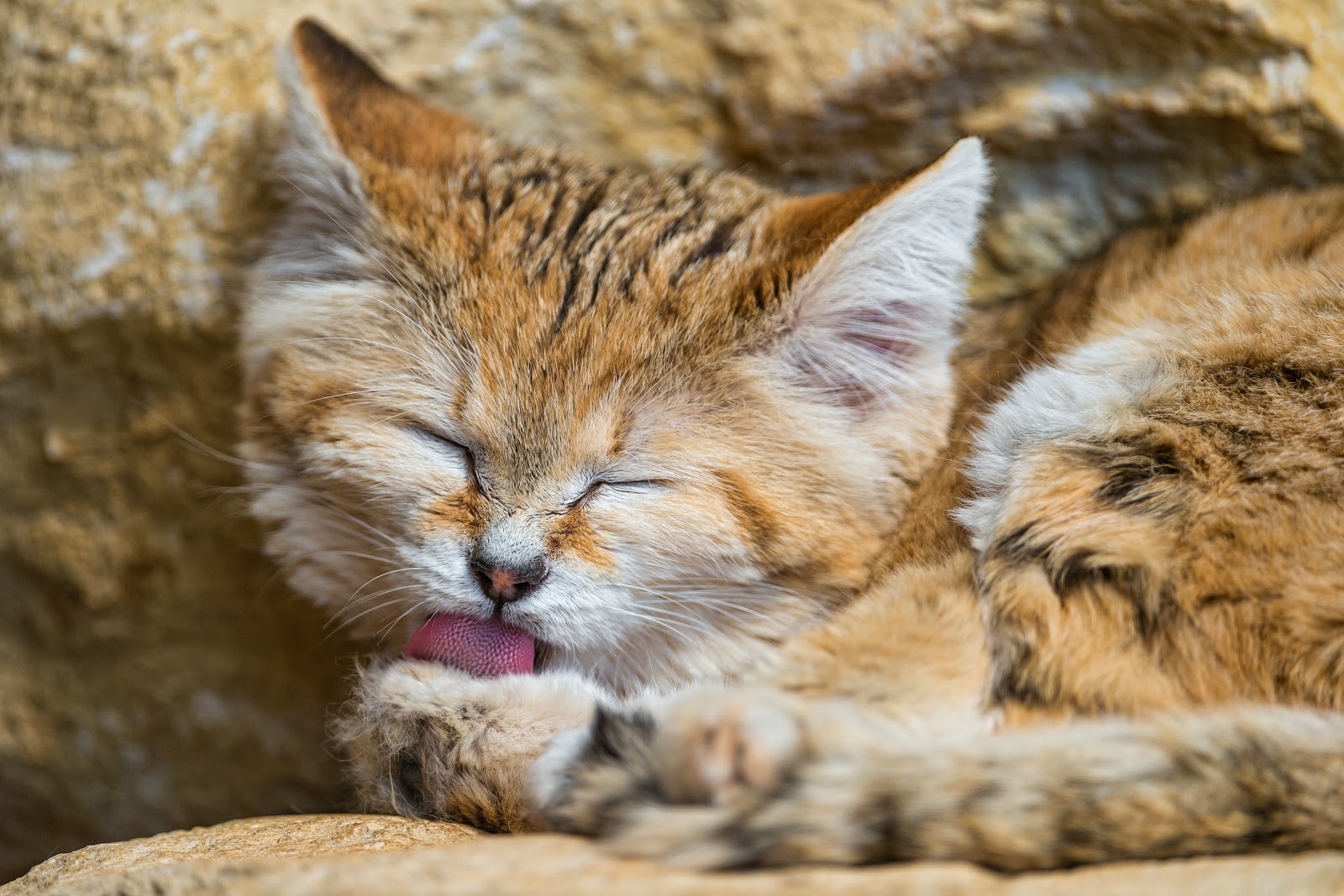 Sand cat licking his paw by Tambako the Jaguar from flickr (CC-ND)