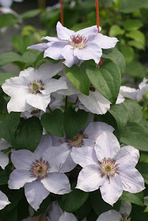 Still Waters Clematis from Proven Winners ColorChoice 