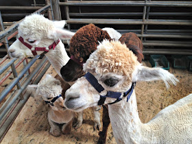 alpacas at woolfest