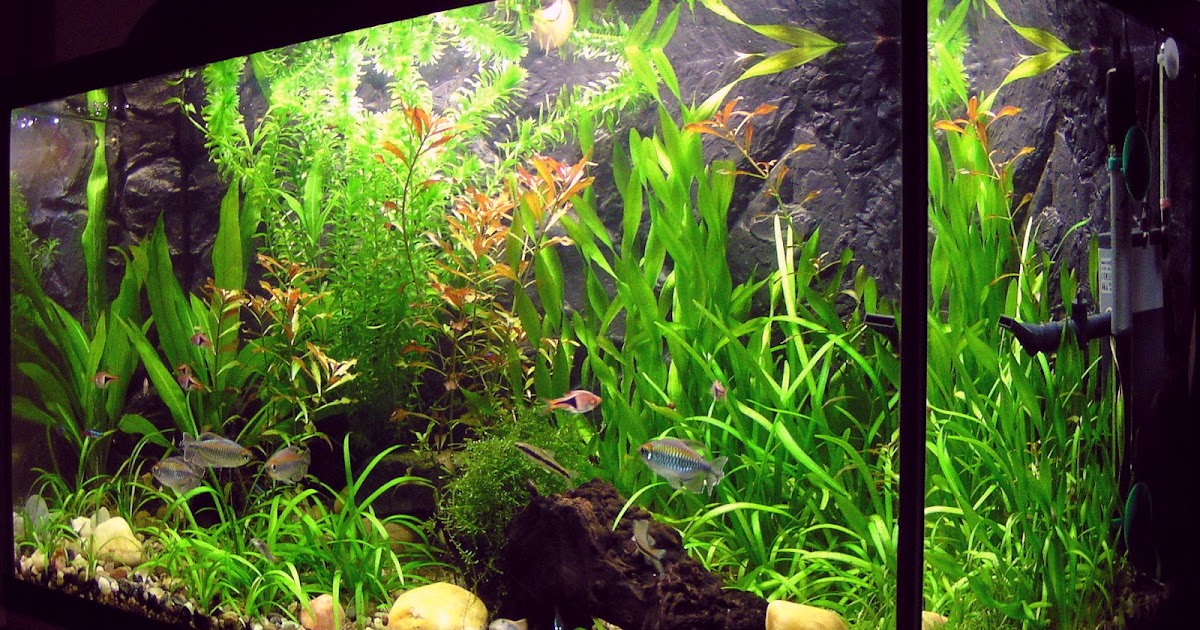 Window Tinting Experts Window Tinting Protects Fish Tanks From Algae