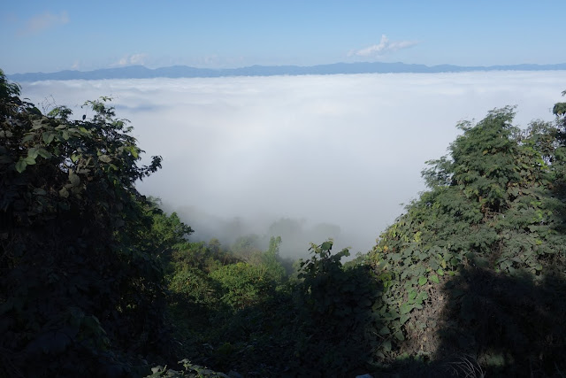 ทะเลหมอกที่พงสาลี