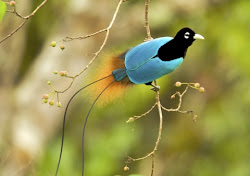 paradise bird paradisaea birds rudolphi australian wings geographic seduction australia rainforest guinea tim animal national papua museum fans indonesia feathers