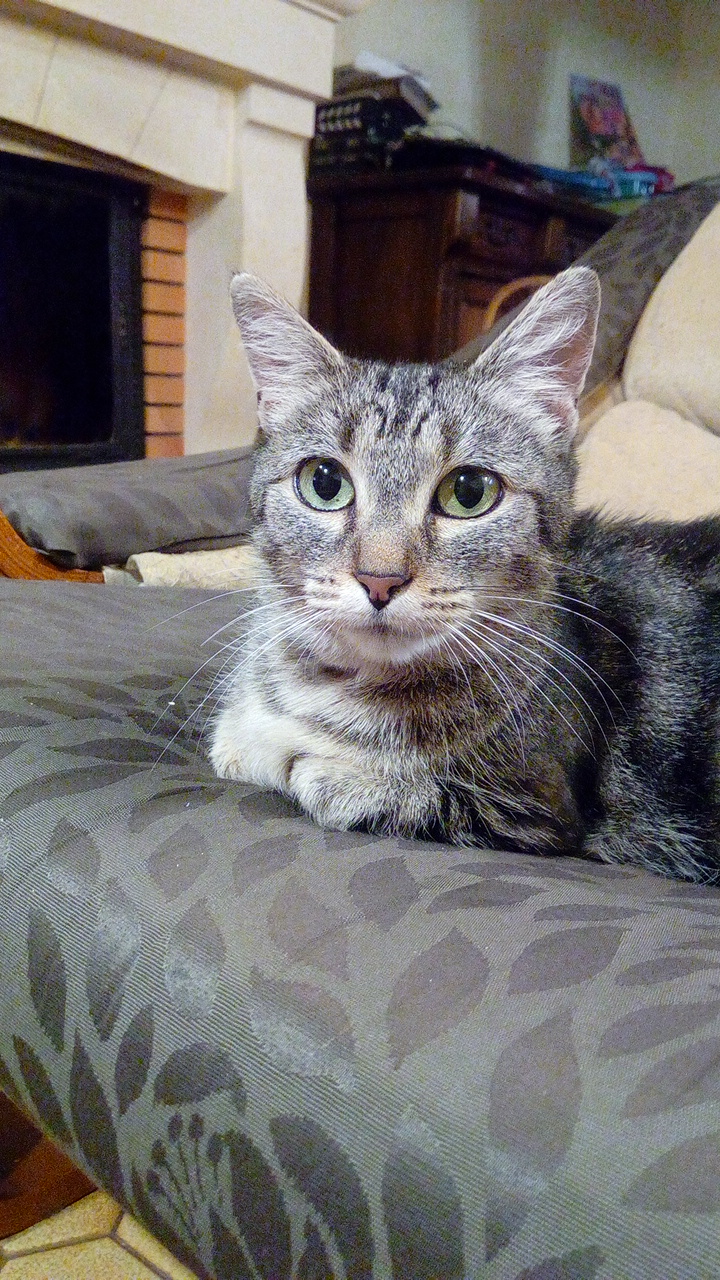 Chatte douce photos