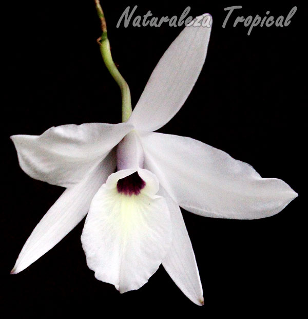 Foto de la floración de la Flor de Colmena, Laelia rubescens