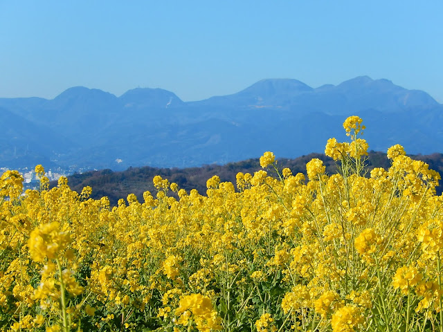 ��ȎR��������̔���