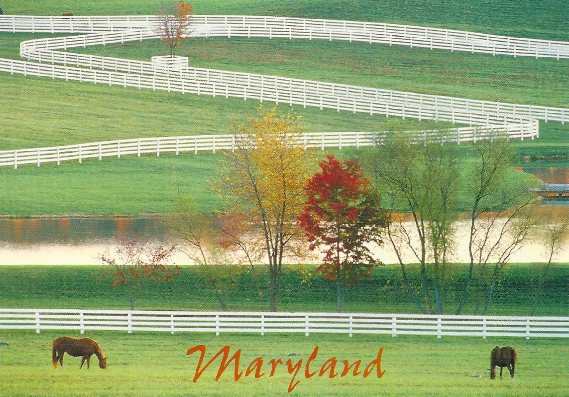 My Favorite Views Maryland Thorougbred Horse Farm