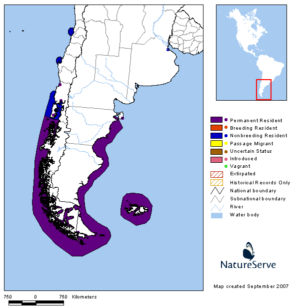 Cormorán cuello negro (Phalacrocorax magellanicus)