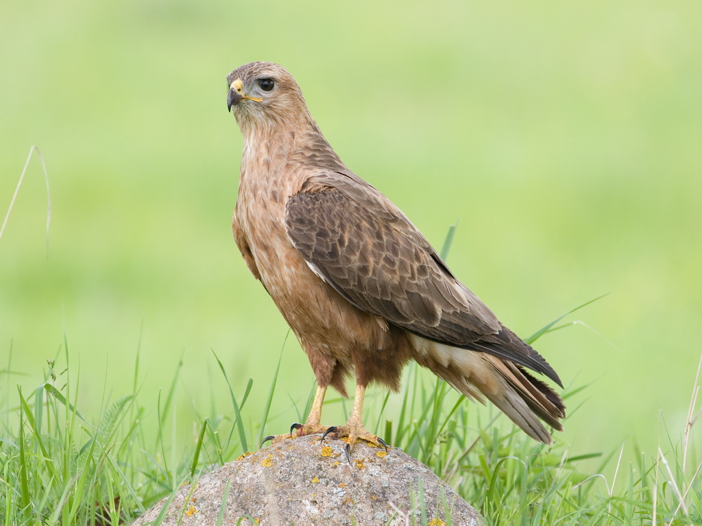 мыс хрони крым. альбатрос анапа птица. чайка на море. черноморский сокол. хищные морские птицы.
