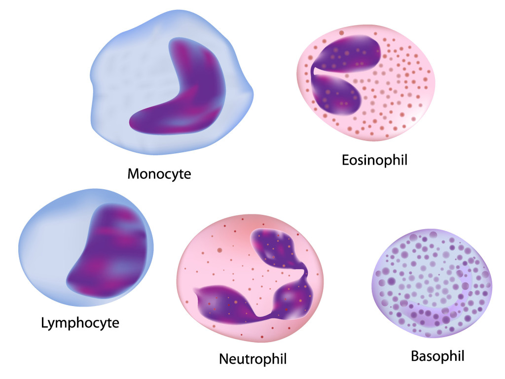 تحليل neutrophils ما هو