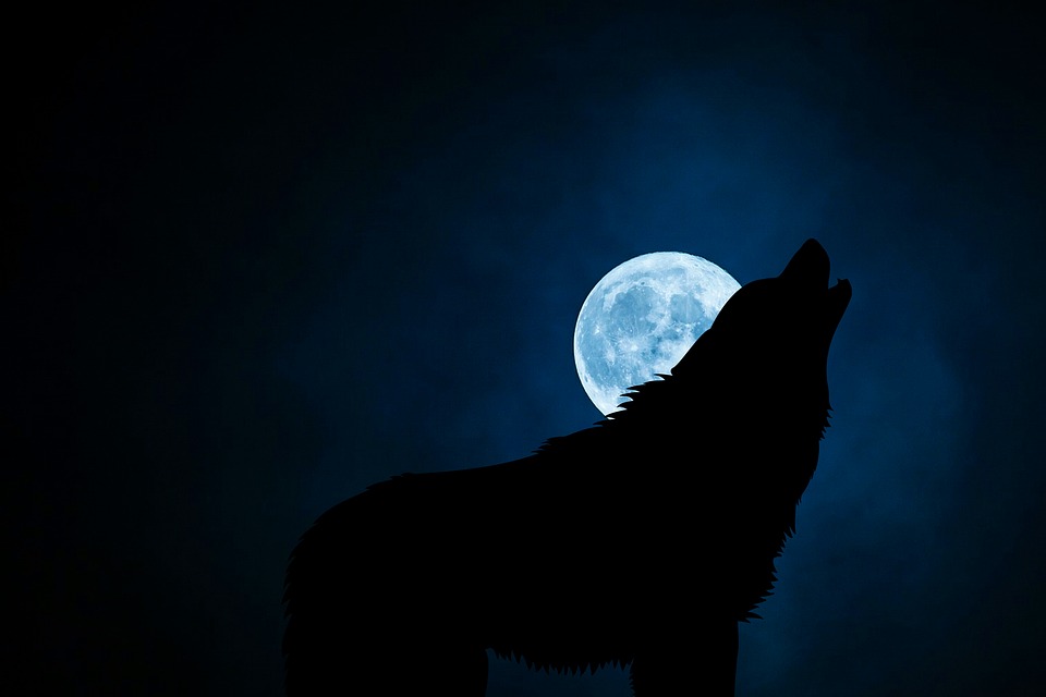 why-do-dogs-howl-at-night-funny-dog-superstitions