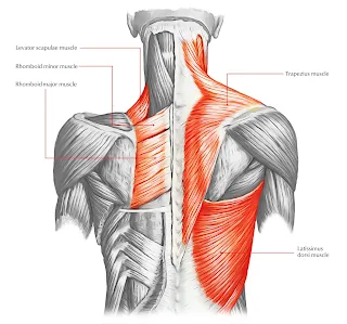 rhomboid muscle pain, upward rotation of scapula, muscles of the arm and shoulder, function of clavicle, middle trapezius, scapular muscles pain, rhomboid muscle exercises, rhomboid muscle stretch, pectoral girdle muscles, levator scapulae innervation, shoulder girdle movements, muscles around the scapula, function of humerus, swimmers muscle, scapula retraction, muscles that elevate the scapula, scapular stabilizers muscles, rhomboid exercises with dumbbells, scapular protraction exercises, pain between spine and shoulder blade, muscles that move the forearm, rhomboid exercises rehabilitation, shoulder,movers,shoulder muscles,mover,dresser movers,shoulder press,shoulder exercises,shoulder muscle,shoulders,shoulder workout,shoulder joint,shoulder region,big shoulders,big shoulder muscles,shoulder bag,boxes (movers),shoulder impingement,shoulder muscles name,shoulder muscle names,shoulder pain,shoulder workout for beginners,shoulder workout at gym,sholder,shoulder workout at home,shoulder region muscles