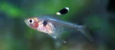 Budidaya Ikan Grim Tetra (Griem's Tetra) Ikan Kecil Tahan Lama