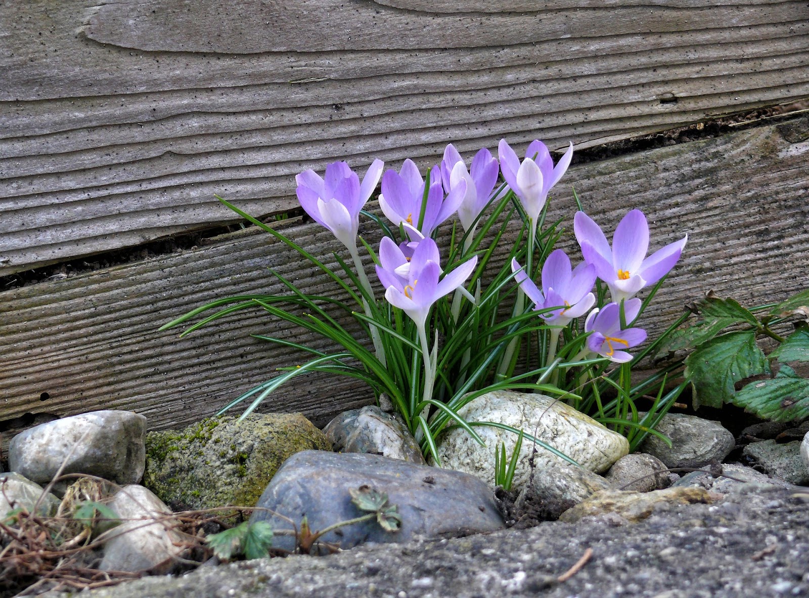 ThePaperSunflower: February Flower--The Crocus
