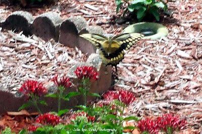 Underside of Adult Giant Swallowtail Butterfly Underside of Adult Giant Swallowtail Butterfly